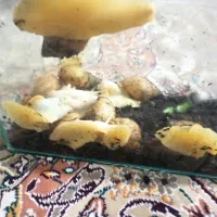 حلزون مخصوص پوست.آلبینو و آچاتینا|خزنده|اصفهان, گرکان|دیوار