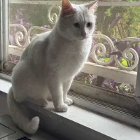 گربه سفید گمشده مژدگانی ۱۰ میلیون