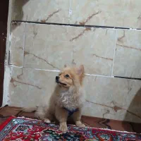 سگ پامر روباهی