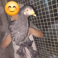 جوجه مرغ برهما