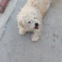 سگ پاکوتاه شیتزو
