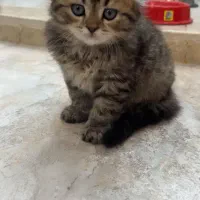 اسکاتیش لانگ هیر