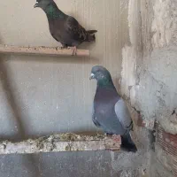 کبوتر