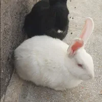 از تولید ب مصرف