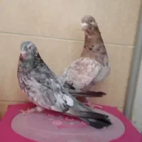 کبوتر هفت رنگ شهرستانی بلژیکی موشی|پرنده|بومهن, |دیوار