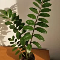 گل طبیعی زاموفیلیا