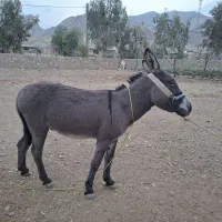 الاغ باری|حیوانات مزرعه|دوگنبدان, |دیوار