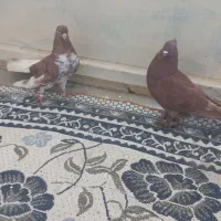 یک جفت کفتر سرخ و قاقل دم سفید