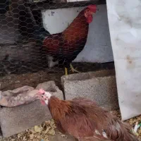 خروس و مرغ