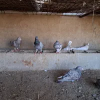 دورگ در روستای کندک حسن