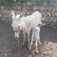خر و خرولی