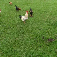 خروس محلی اصل|حیوانات مزرعه|صومعهسرا, |دیوار