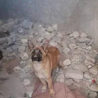 سگ نژاد دار نر