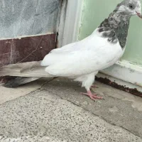 کفتر کله دار