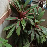 فروش گلهای اپارتمانی|گل و گیاه طبیعی|پاوه, |دیوار