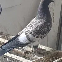 کبوتر|پرنده|کاشان, درب اصفهان|دیوار