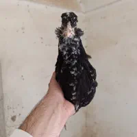 مرغ خروس اصیل گلین|حیوانات مزرعه|سیرجان, |دیوار