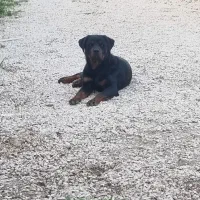 روتوایلر نر  بلک فیس امریکن