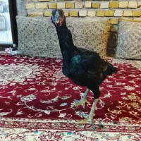 خروس لاری|حیوانات مزرعه|رشت, سلیمانداراب|دیوار