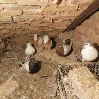 کبوتر رنگی سلطان اباد