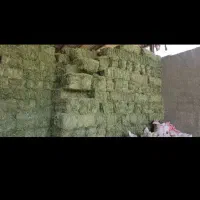 فروش یونجه چین چهارم