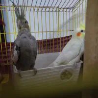 عروس هلندی و مرغ عشق