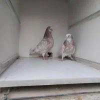 جوجه پرشی ساعتی بالا|پرنده|محمدشهر, محمدشهر|دیوار