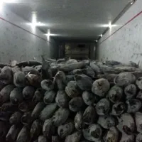 ماهی دریایی جهته بسته بندی|عمدهفروشی|یزد, |دیوار