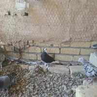کفتر|پرنده|مبارکه, |دیوار