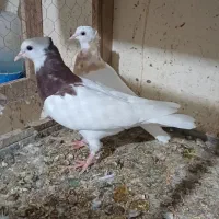 کبوتر کفتر|پرنده|نیشابور, هفده شهریور|دیوار