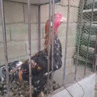 خروس