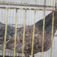 کله ایی شتری نر و ماده