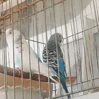 فروش یک جفت مرغ عشق