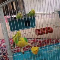 چهار عدد مرغ عشق با قفس