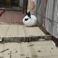 خرگوش مینی