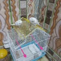 پرنده زینتی