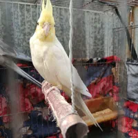 عروس هندی ماده