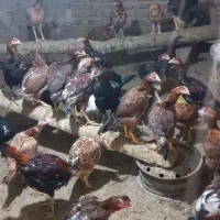 فروش پا هم تعدادی مرغ لاری درجه یک