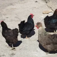 مرغ تخم گذار