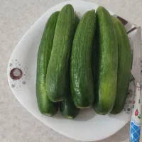 خیار محلی کاملا طبیعی و ارگانیک