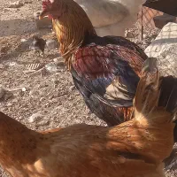 دومرغ جوا ن و خروس|حیوانات مزرعه|شوشتر, |دیوار