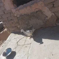 کبوتر نر|پرنده|سبزوار, ابارش|دیوار