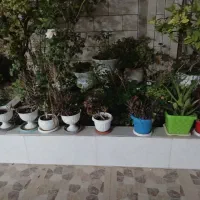 فروش انواع و همه مدل گل و گلدان