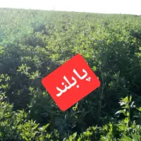 پایه بلندترین بذر اصلاح شده و پرتناژ|خدمات باغبانی و درختکاری|کازرون, |دیوار