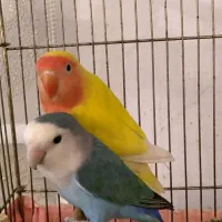 طوطی برزیلی