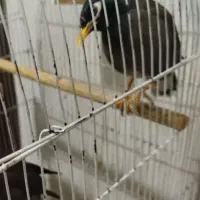 فروش مرغ مینا