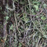 نعناع فلفلی عمده