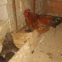 ۳تا خروس صحیح وسالم