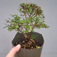 بونسای ژاپنی سیجو