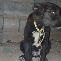 توله قدریجونی قیمت ۱۵ تومان